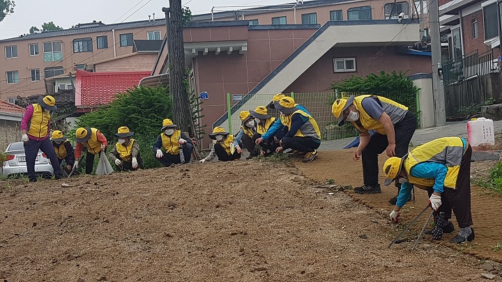 5.15일 수도산경로당 회원들 해바라기밭 잡초제거 봉사활동 이미지 1