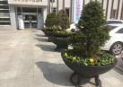 용두동행정복지센터 앞 봄꽃모 식재 이미지