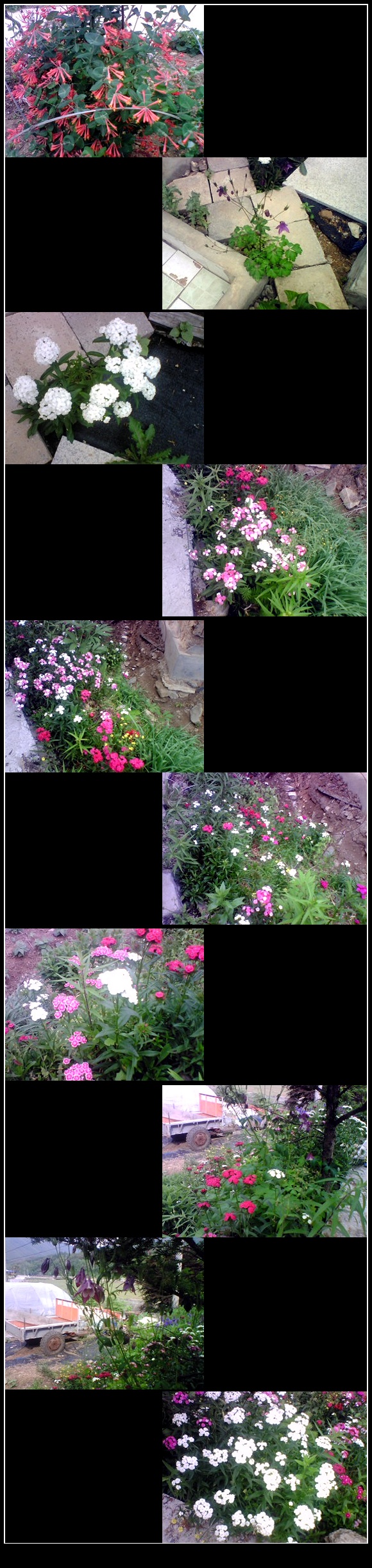 대전리 꽃들 이미지