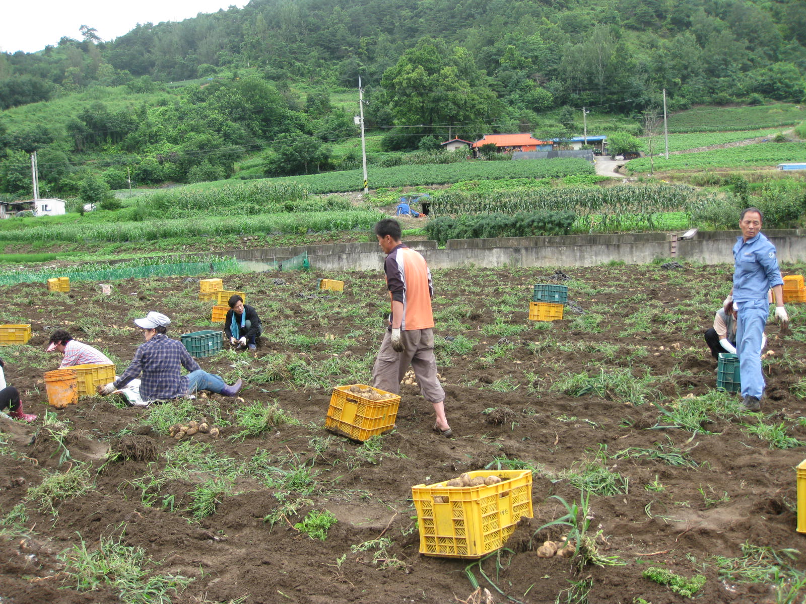 수산면 직원 농촌일손돕기 하는 모습 이미지