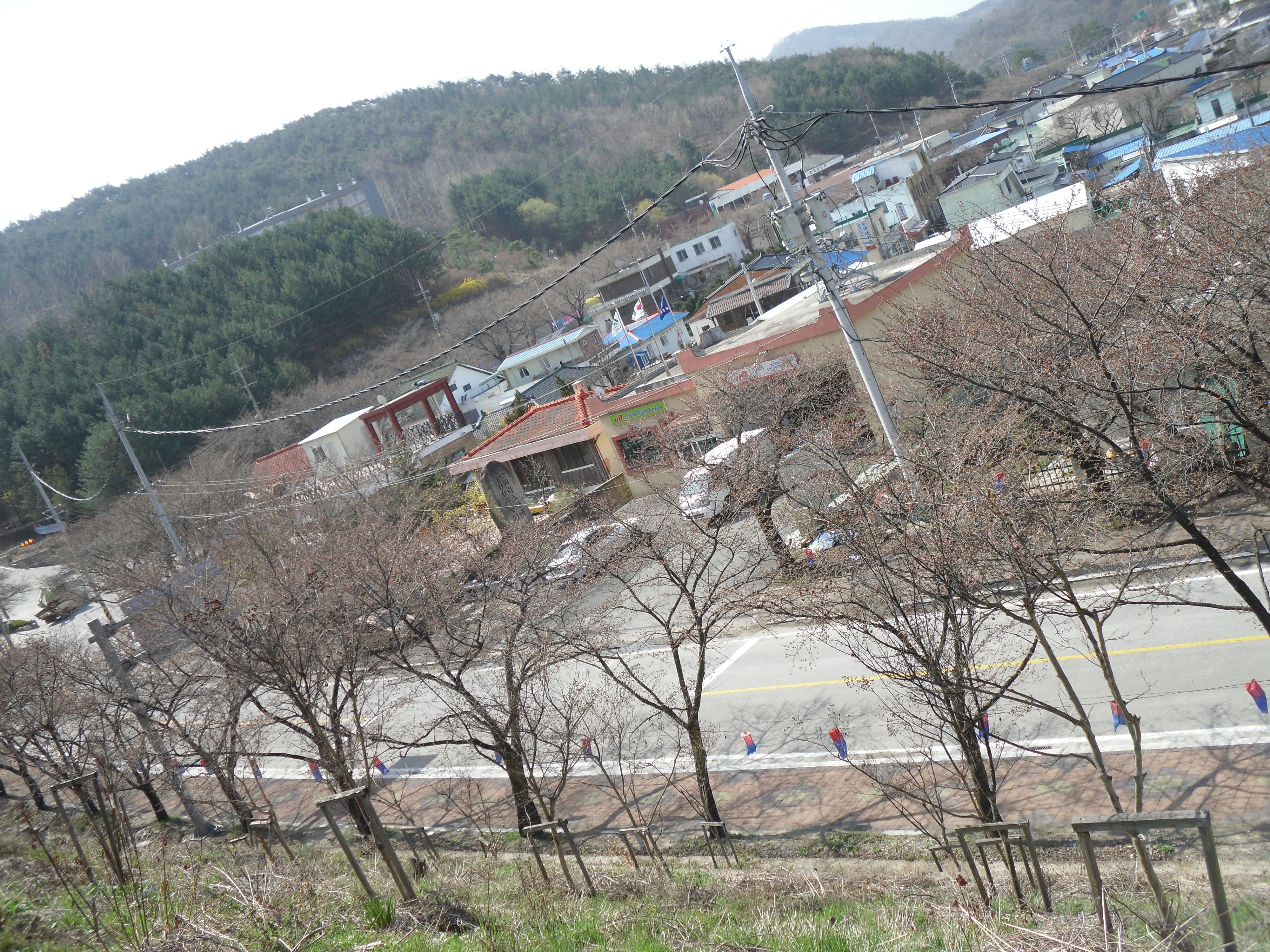 2012년4월12일-면소재지 벚꽃 개화 상태 이미지